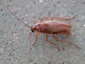 A close-up view of a brown cockroach standing on a rough, gray surface with its antennae extended forward—an ideal target for Ecogenpest solutions by Ecogen.