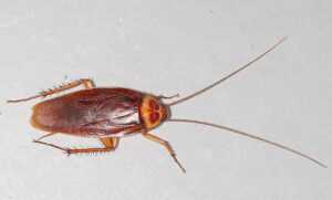 An Ecogenpest brown cockroach with long antennae and spiny legs is shown on a smooth, light gray surface. The insect is viewed from above.