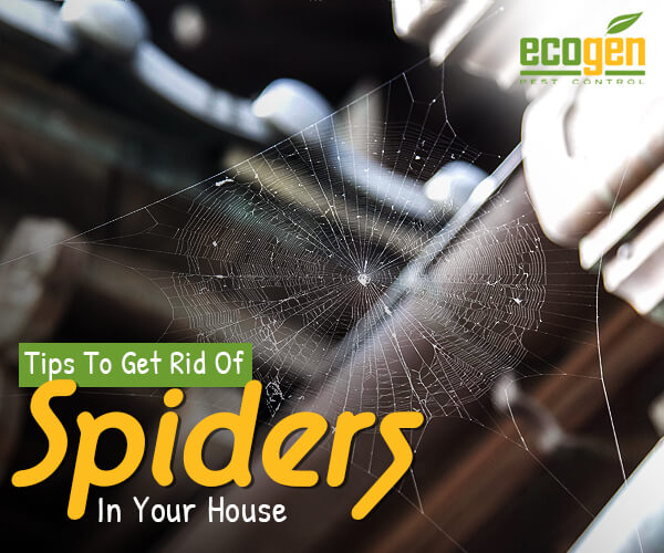 Get Rid of Spiders