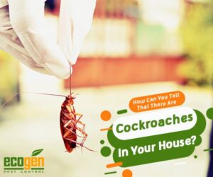How Can You Tell That There Are Cockroaches In Your House