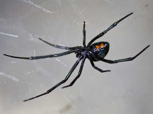 A close-up view of a black spider with long legs and a red hourglass-shaped marking on its abdomen, shown on a web against a light background—captured as part of an Ecogenpest study from Ecogen.