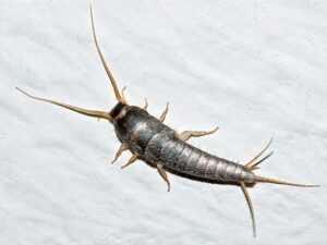 A close-up image of a silverfish insect with a metallic, segmented body, long antennae, and three long tail-like appendages, positioned on a light, textured surface—often targeted by Ecogenpest solutions from Ecogen.