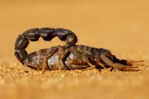 A close-up view of a dark-colored scorpion on sandy ground, its tail arched over its back and pincers extended forward—a striking subject for Ecogenpest studies.