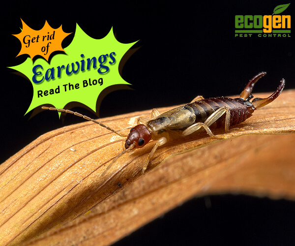 What Are Earwigs And How To Get Rid Of Them