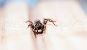 A close-up photo of a small brown spider standing on a textured, light-colored surface with a groove running through the center. The background is blurred, showcasing Ecogen’s commitment to detail in pest identification.