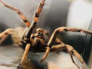 Close-up image of a spider with brown and black markings, showing its legs and body in detail. The spider appears to be inside or pressed against a clear surface—perfect for Ecogenpest identification by Ecogen experts.