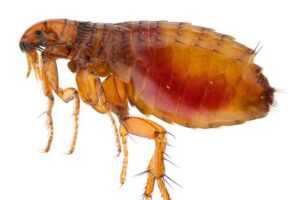 Flea