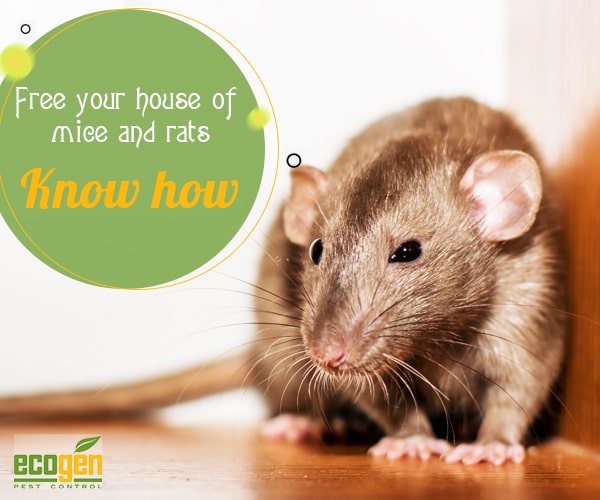 free your house from the menace of mice and rats