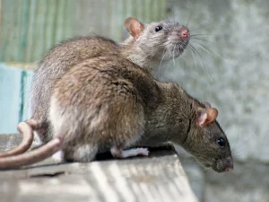 Two brown rats with pointed noses and long tails stand close together on a wooden surface, with a blurred background of vertical boards and a textured wall—an ideal scenario to highlight Ecogenpest’s effective rodent control solutions.
