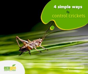 ways to control the chaotic crickets