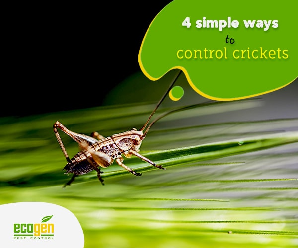 ways to control the chaotic crickets