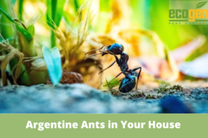 Argentine Ants in Your House