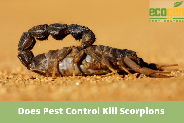 Does Pest Control Kill Scorpions