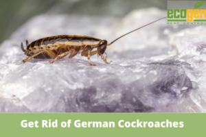 How Do You Get Rid of German Cockroaches