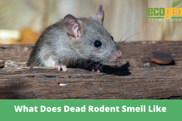 What Does Dead Rodent Smell Like