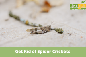 Can an Exterminator Get Rid of Spider Crickets