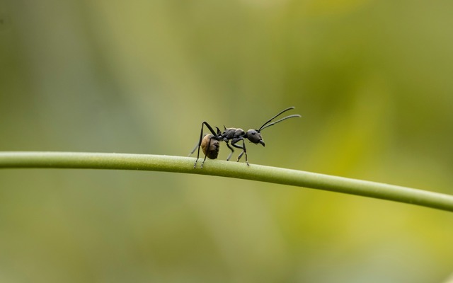 Carpenter Ants Ecogen