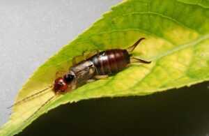 A close-up of an earwig insect with long antennae, brown body, and pincers at the rear, resting on a green leaf—an example often targeted in Ecogenpest integrated pest management by Ecogen.