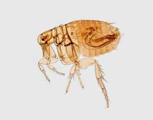 Close-up, side view of a flea under magnification, showing its segmented body, legs, and bristles against a plain white background—an image ideal for Ecogenpest by Ecogen.