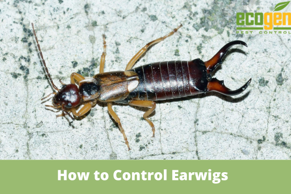 How to Control Earwigs_ Simple Solutions