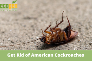 How to Get Rid of American Cockroaches