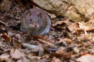 A small brown vole sits on dry leaves, partially shaded by a rock. The vole faces the camera, its fur blending with the earthy surroundings—an example of wildlife often monitored by Ecogen for effective pest management.