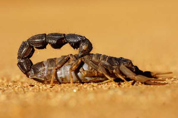 A close-up of a dark brown scorpion on sandy ground with its tail arched over its back, ready to strike. The background is a blurred, uniform tan color—an ideal scene for Ecogenpest solutions from Ecogen.