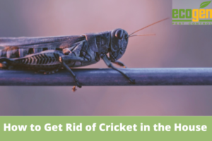 How-to-Get-Rid-of-Cricket