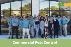 Why Are Commercial Pest Control Services Important