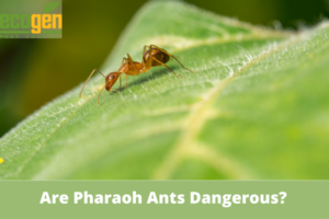 Are-Pharaoh-Ants-Dangerous