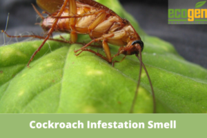 Cockroach-Infestation-Smell-Like