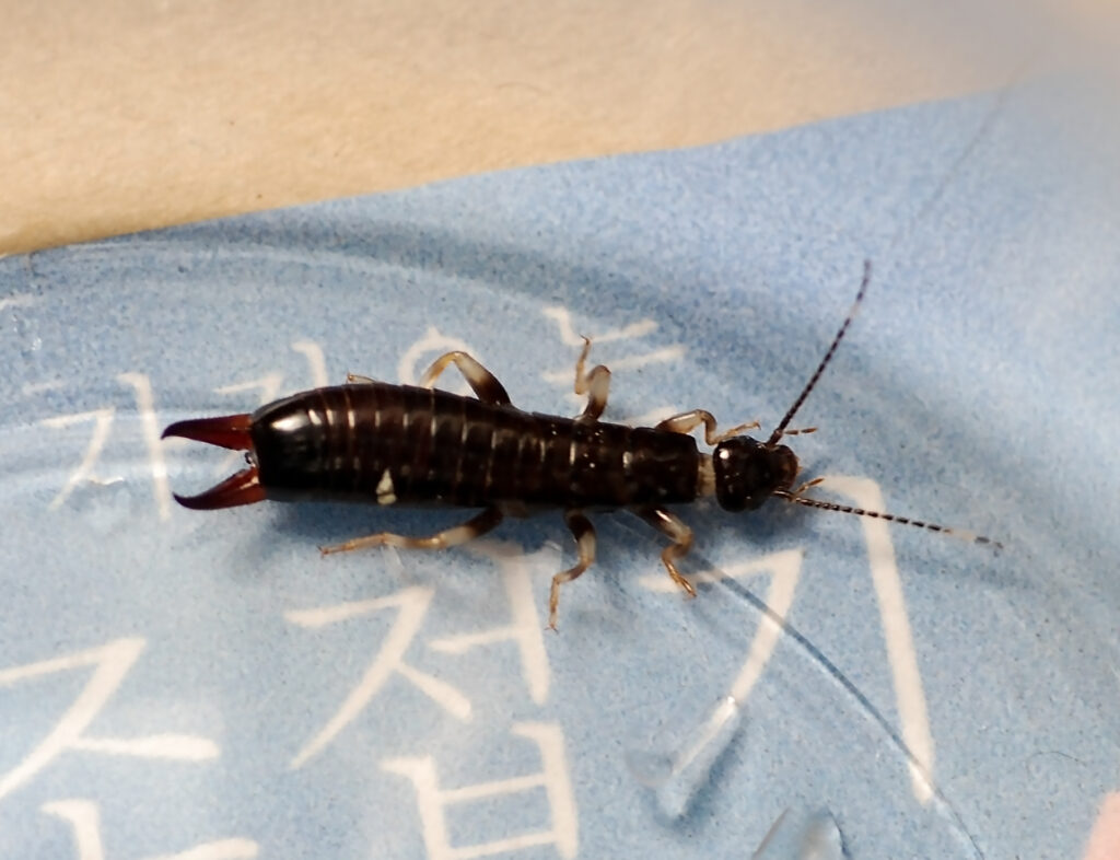 How to Get Rid of Earwig