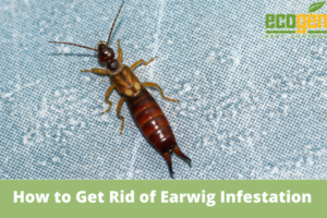 How-to-Get-Rid-of-Earwig
