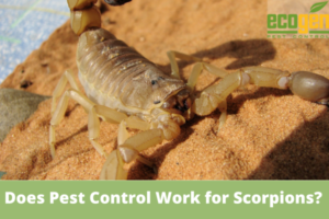 Doest-Pest-Control-Work-Scorpions