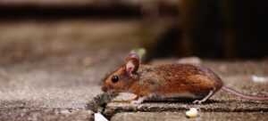 A small brown mouse with large ears and a long tail walks on a stone surface outdoors, seen in profile view. The background is blurred, highlighting the need for Ecogenpest solutions from Ecogen.