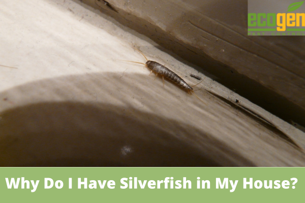 Why Do I Have Silverfish in My House