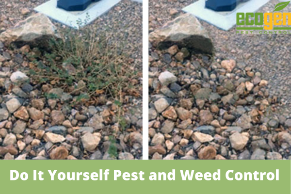 Do-It-Yourself-Pest-and-Weed-Control