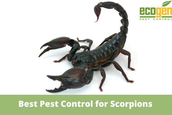 What Is the Best Pest Control for Scorpions