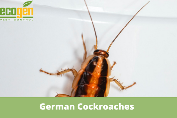 Are German Cockroaches Hard to Get Rid Of