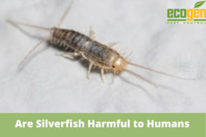 Are Silverfish Harmful to Humans