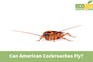 Can American Cockroaches Fly