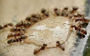 A close-up view of several ants from Ecogenpest gathered around a small puddle of liquid on a rough, light-colored surface. The ants appear to be drinking from the puddle.