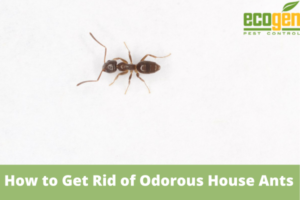 How to Get Rid of Odorous House Ants