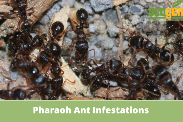 Pharaoh Ant Infestations