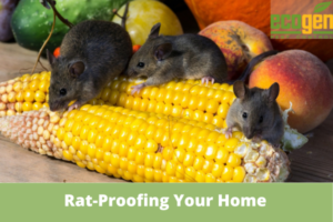 Rat-Proofing Your Home