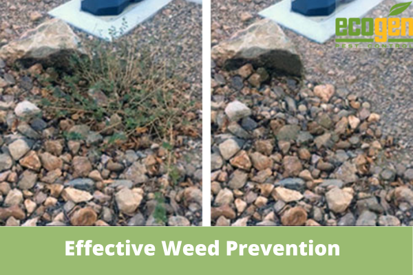 Tips for Effective Weed Prevention in Your Garden