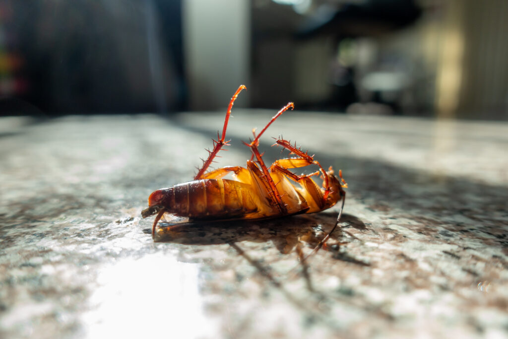 Maintaining a Pest-Free Kitchen