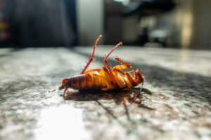 Maintaining a Pest-Free Kitchen
