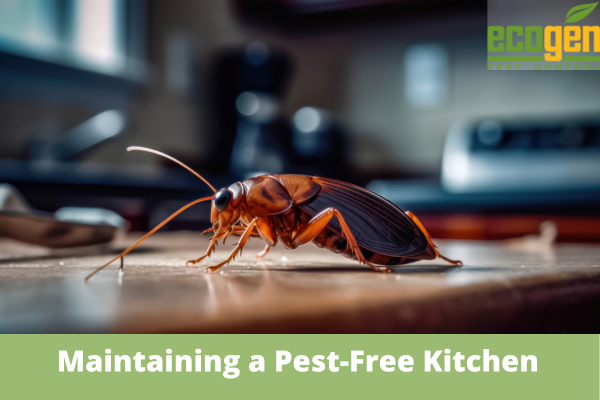 Maintaining a Pest-Free Kitchen