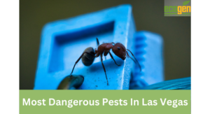 Most Dangerous Pests In Las Vegas (2)